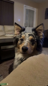 Amazing Australian heeler boy Listing Image