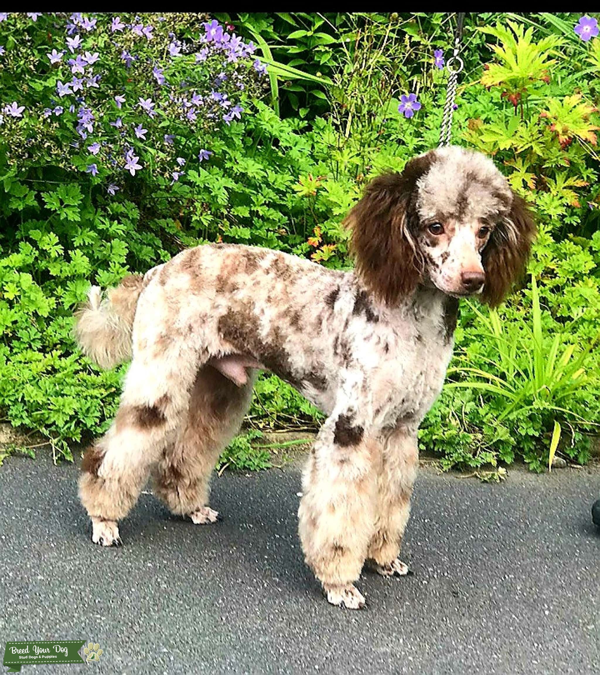 What Is A Merle Poodle