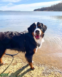 Bernese Mountain Dog stud Listing Image