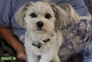 Morkie dog Listing Image