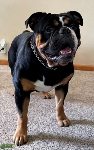 Olde English Bulldogge Stud Listing Image