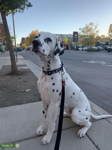 MALE DALMATIAN LOOKING FOR FEMALE Listing Image