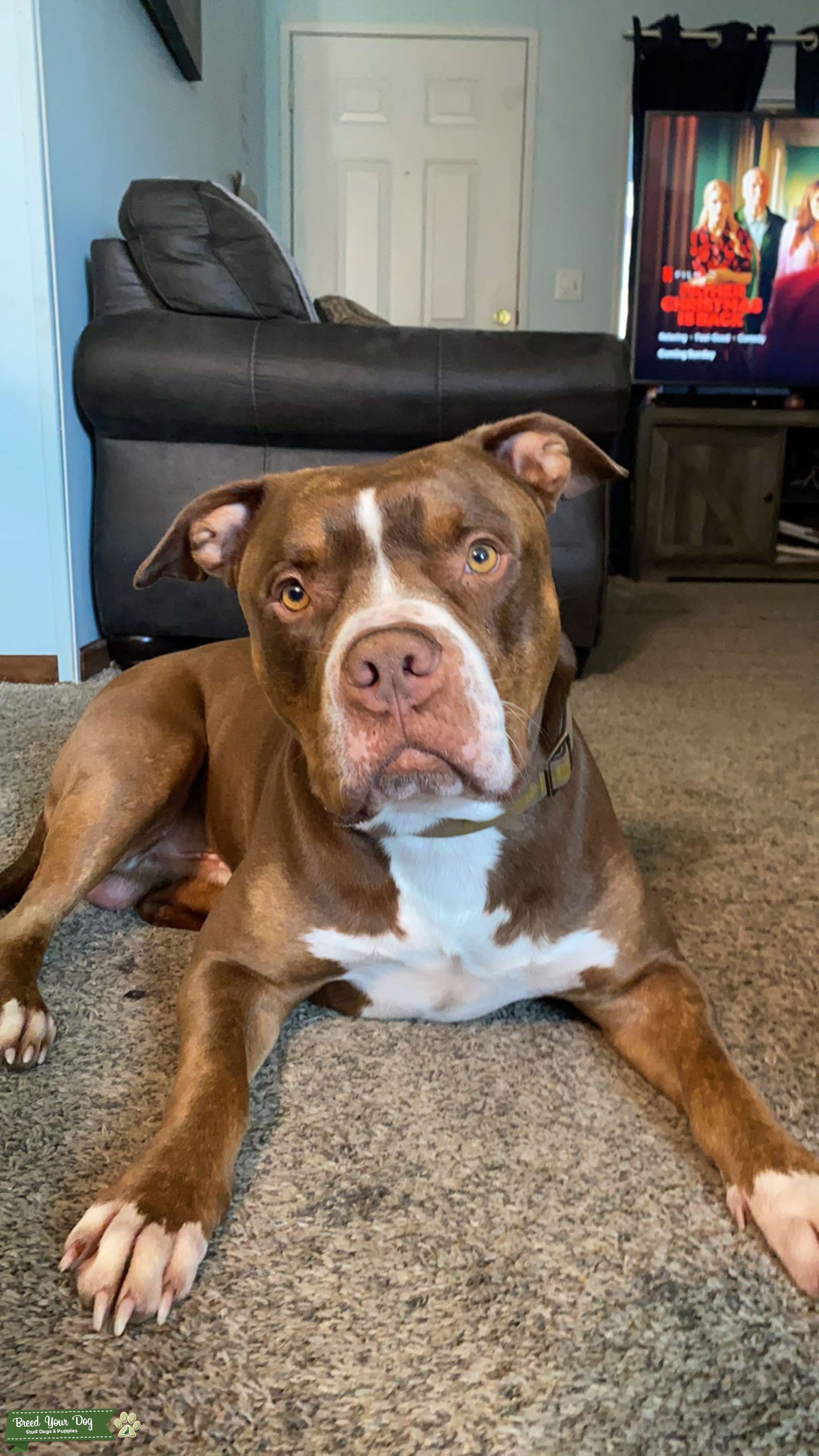 Tri color red nose American pit bull terrier Stud Dog in Washington state, the United States Tri color red nose American pit bull terrier Stud Dog in Washington state, the United States