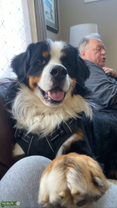 AKC Registered Bernese Mountain Dog Listing Image