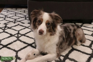 Miniature Australian Shepherd Listing Image