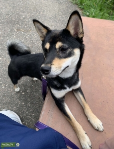 Gorgeous Purebred Shiba Inu - Going into Heat Jan/Feb '22 Listing Image