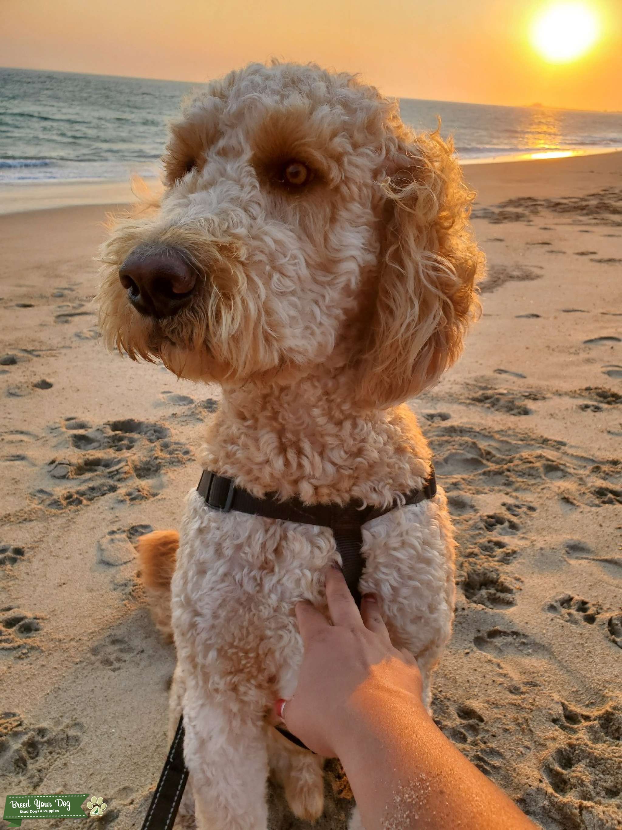 Handsome standard Goldendoodle Stud Dog in California, the United States Breed Your Dog