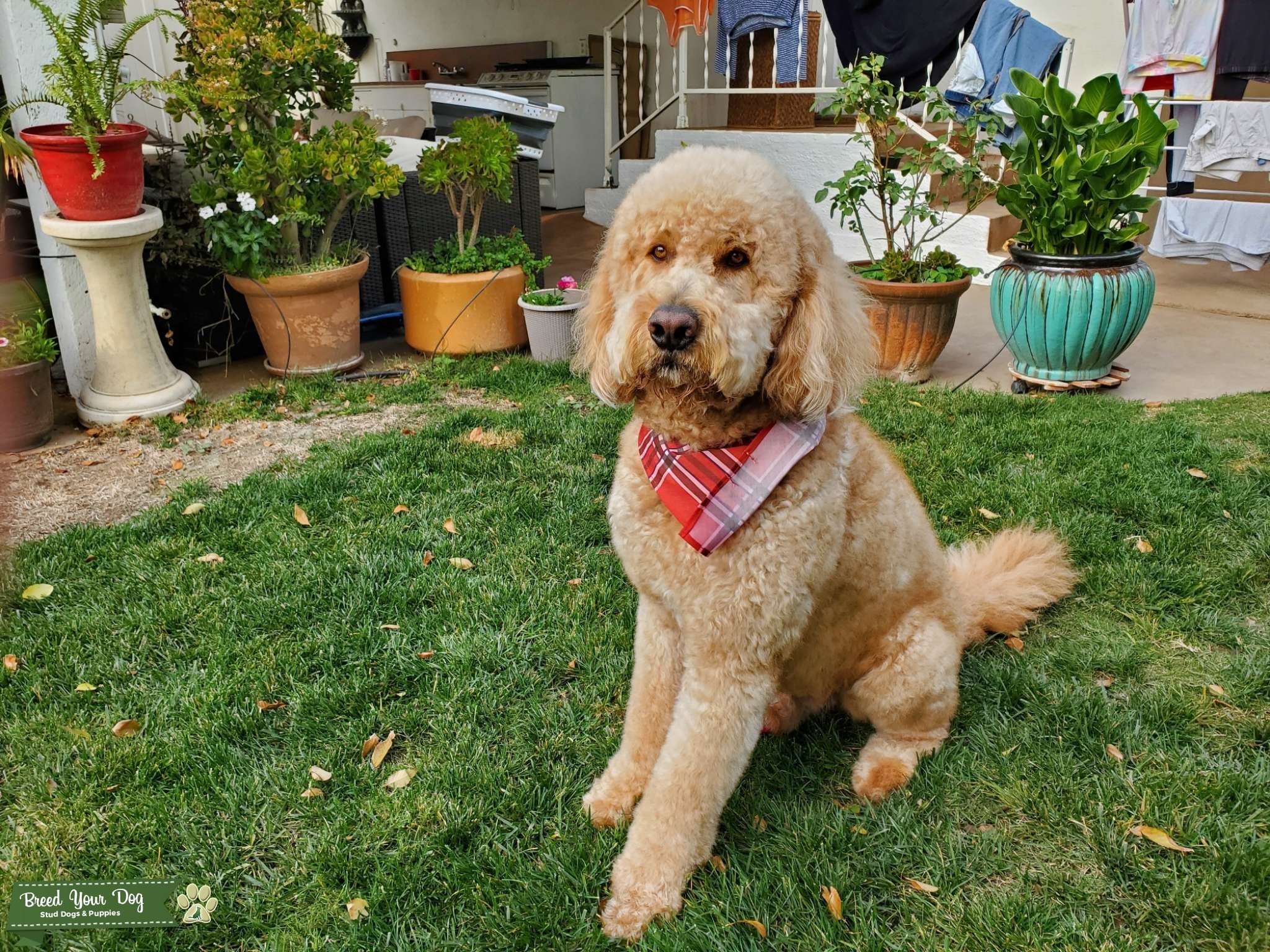 Handsome standard Goldendoodle Stud Dog in California, the United States Breed Your Dog