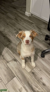 Australian Shepard looking for female Listing Image