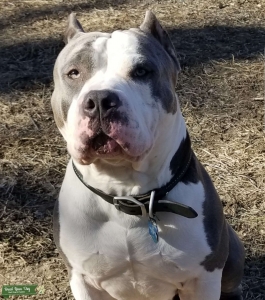 American Bully Stud looking for Mate Listing Image