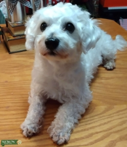 White Bichon Frise Male Listing Image