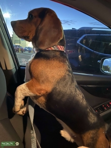 13 inch purebred Beagle stud  Listing Image