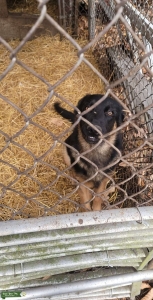 German shepherd for stud Listing Image