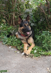 Black and tan German Shepherd  Listing Image