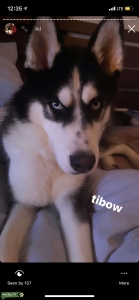 Siberian Husky Stud 1yr 7 months Listing Image