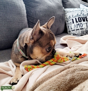 Beautiful 8 month old girl looking for stud Listing Image