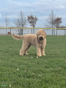 Apricot Goldendoodle  Listing Image