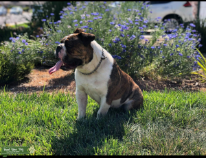 Olde English Bulldogge STUD Listing Image