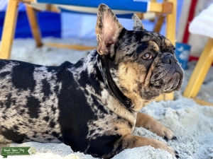 Luka Love is ready to Stud Listing Image