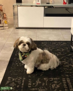 beautiful playing toy dog Listing Image