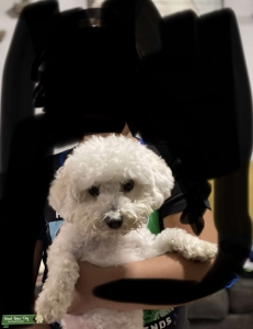 Loving Female Toy Poodle Listing Image