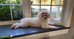 Maltipoo Babi needs a stud Listing Image