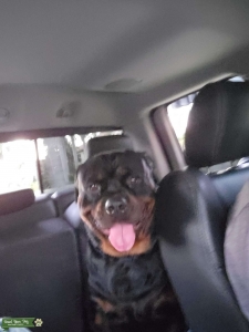 German Rottweiler  Listing Image