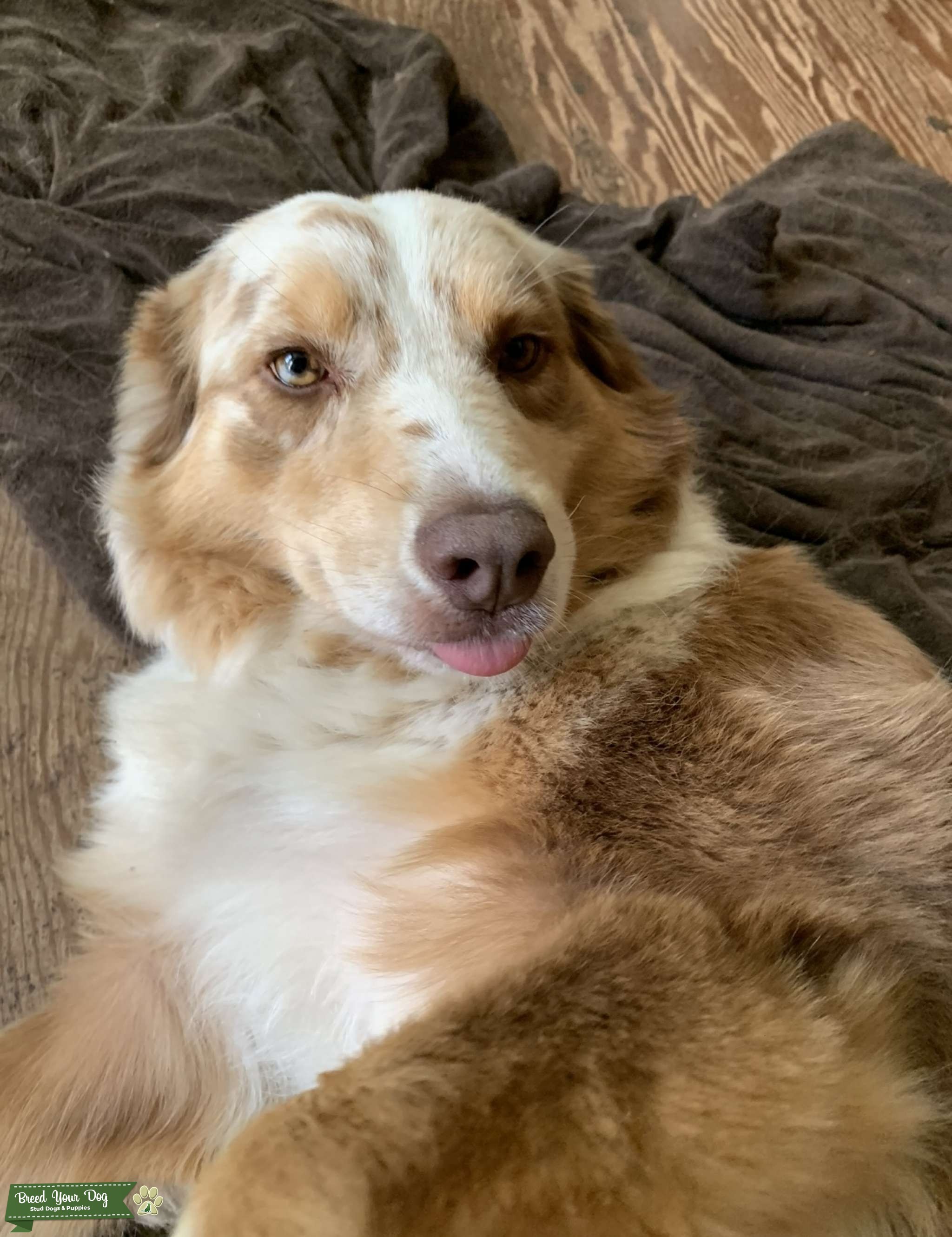 Red Merle purebred Australian shepherd looking for stud Stud Dog in