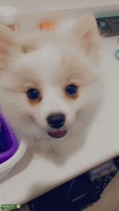 White and cream Pomeranian  Listing Image