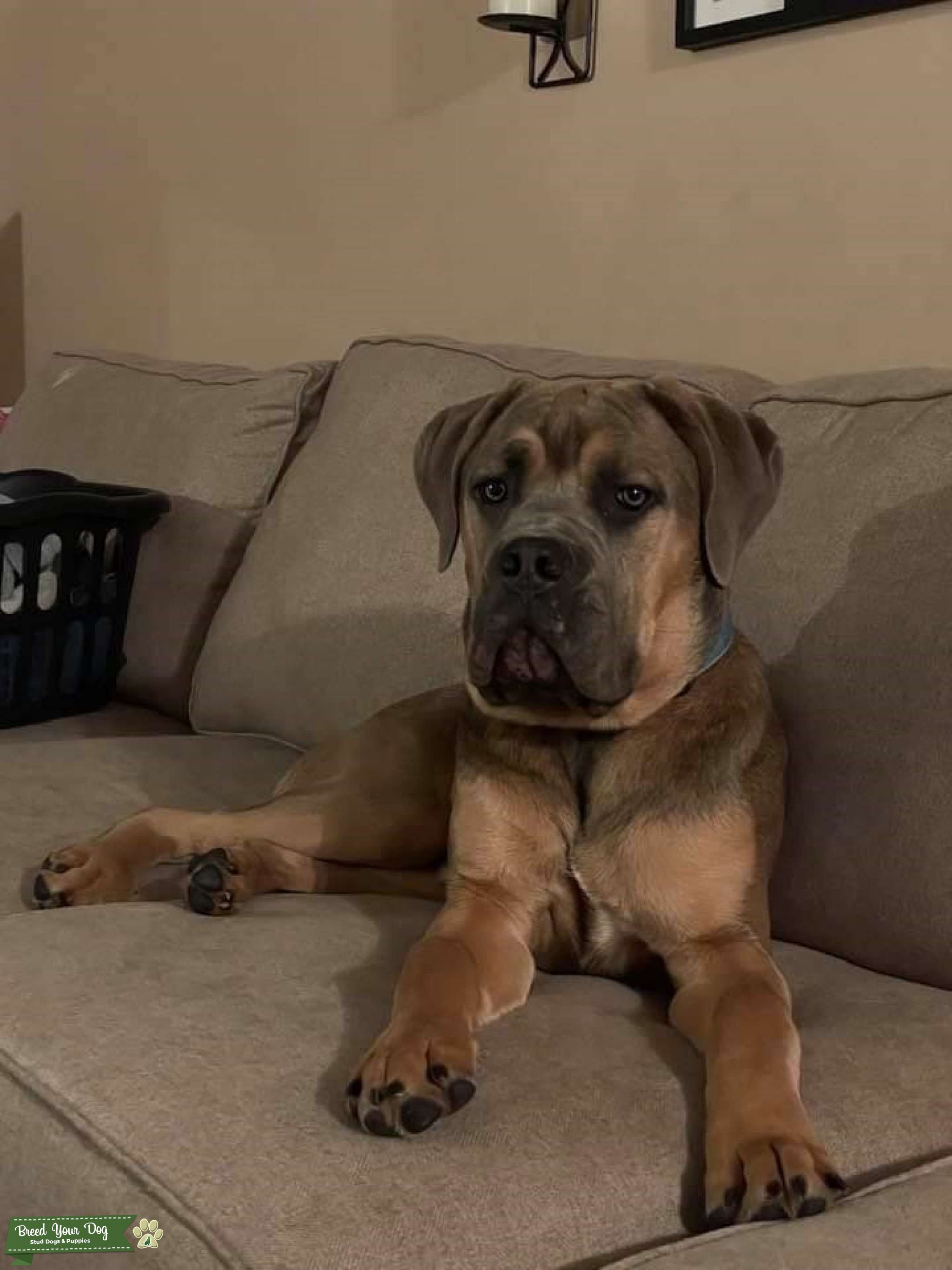 Caramel Cane Corso (Stud) Stud Dog in Franklin County, United States