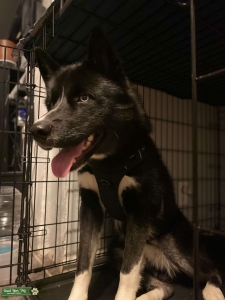 Siberian Husky [STUD only] Listing Image