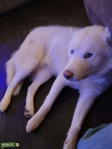 White Male Husky Listing Image