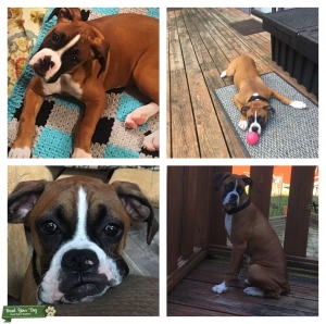 Red Fawn Boxer Listing Image