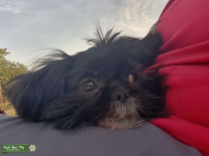 Shih Tzu stud Listing Image