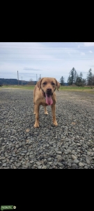 Yellow/Red AKC Labrador Listing Image