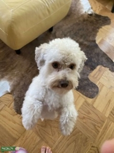 Beautiful Toy poodle stud  Listing Image
