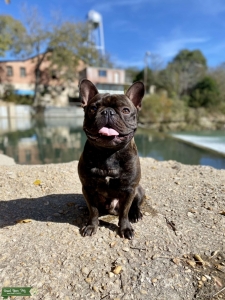 Black Brindle French Bulldog Listing Image
