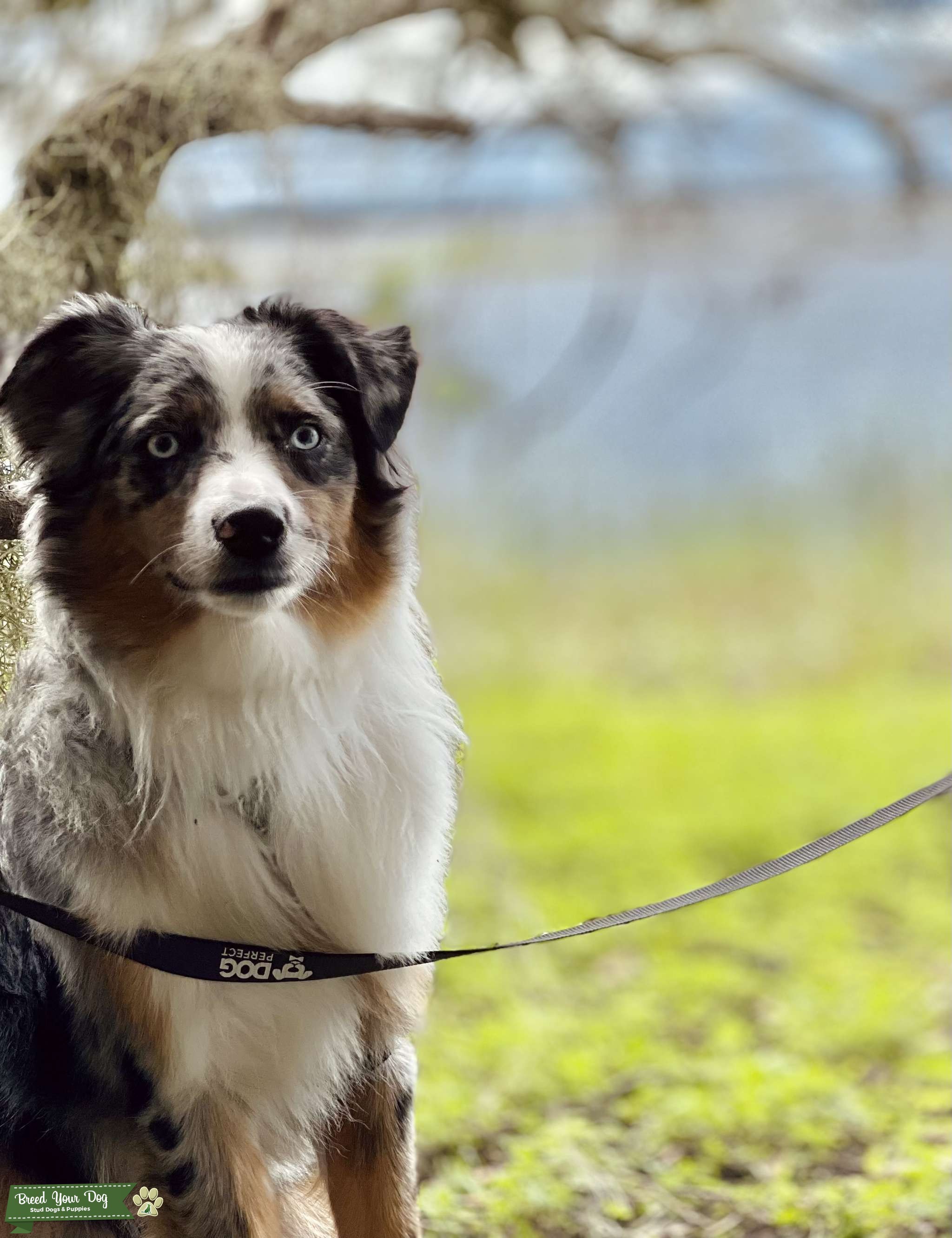 Blue Merle Australian Shepherd Stud Dog in Bradenton, FL, United