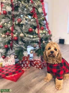 STUD COCKAPOO Listing Image