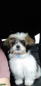 White & brown Shih-Tzu Listing Image