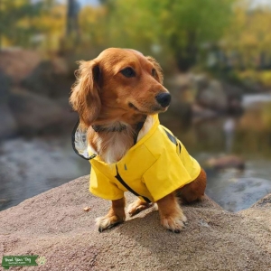 Dachshund Long Haired Stud Listing Image