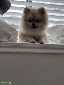 Toy Pomeranian Listing Image