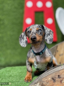 Black & Tan Dapple with brown/blue eyes  Listing Image