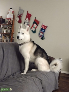 White husky with black saddle Listing Image