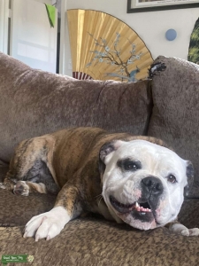 Olde American Bulldog Listing Image