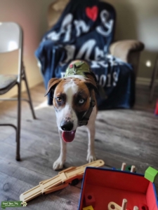 super nice dog looking for mate Listing Image