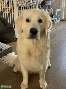 White golden retriever male to stud out Listing Image
