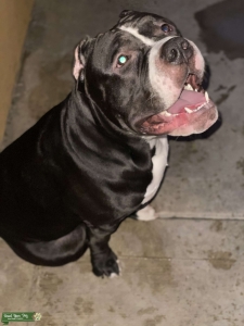 Black and white 1 year old American Bully Stud Listing Image