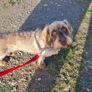 Beautiful boy for stud Listing Image
