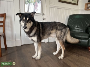 Large German Shepard Mix Listing Image